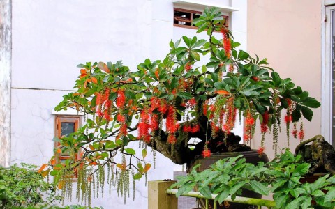 Các loại cây cảnh thường dùng làm Bonsai đẹp nhất